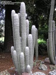 You should be able to save parts of it to grow on. Full Size Picture Of Old Man Of Mexico Old Man Cactus Viejo White Persian Cat Cactus I Cephalocereus Senilis I Cactus Cactus Plants Cacti And Succulents