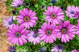 Benua afrika memiliki wilayah bagian daratan yang berada di benua lain yakni di wilayah semenanjung sinai benua asia. Karakteristik Dan Perawatan Daisy Afrika Berkebun