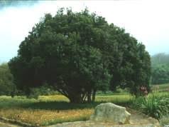 Image result for Olinia vanguerioides