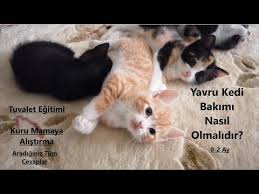 Kedim Cisini Yapamiyor Ne Yapmaliyim