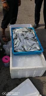 Contact majlis perbandaran sungai petani on messenger. Majlis Bandaraya Sungai Petani Portal Rasmi Majlis Perbandaran Sungai Petani Mpsp Sungai Petani Is A Town In Kuala Muda District Kedah Malaysia Carr Nai