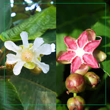 Image result for Pyrostria phyllanthoidea