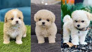 This little maltipoo puppy has been raised with. Teacup Maltipoo 12 Surprising Facts You Should Know