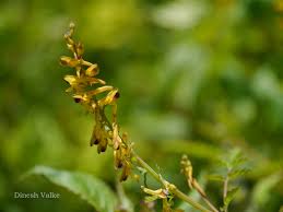 Image result for Corydalis mildbraedii