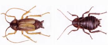 Maybe you would like to learn more about one of these? Traitement Des Blattes Et Cafards Sur Le Bassin D Arcachon Et Sur Bordeaux En Gironde Deratisation Et Desinsectisation En Gironde Aba Termites