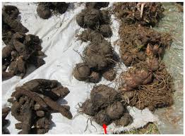 Image result for Hypoxis angustifolia