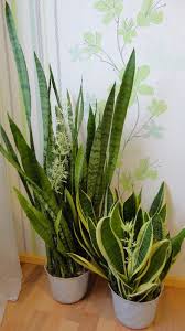 каталог комнатных комнатные цветы фото и названия и уход за ними Komnatnyj Shuchij Hvost Polezen Dlya Lyudej Vyrashivanie Cvetov Komnatnye Cvety Komnatnye Rasteniya