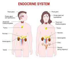 Endocrine System In 2020 Endocrine System Endocrine Adrenal Glands