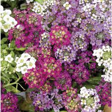 1 Pint Multicolor Alyssum In Pot L15021 Lowes Com Alyssum Container Flowers Plants
