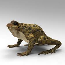 Pin By Blankspace On B 3d Models In 2020 3d Model Frog Brochure Design Template