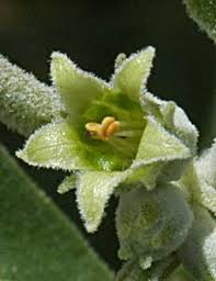 Image result for Withania