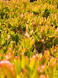 Image result for Crassula alticola