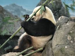 Pozele si imaginile cu animale. Poze Cu Animale Poze Animale Salbatice Poze Animale Xxella