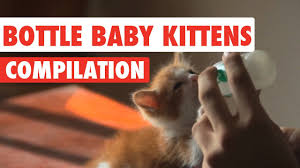 Relaxing| cute kittens bottle feeding compilation!!! Bottle Baby Kittens Video Compilation 2017 Youtube