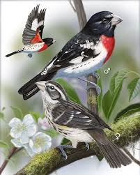 Michigan is home to a diverse variety of yellow birds dwelling in woodlands, open fields, and the great lake banks. Rose Breasted Grosbeak Whatbird Com