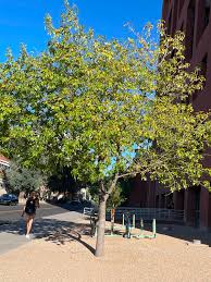 Image result for Fraxinus velutina