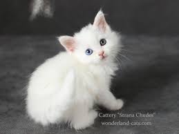 Russian Siberian Beautiful Cute White Kitten Odd Eyes In Cattery Strana Chudes You Can Choose Beautiful Hyp White Kittens Beautiful Kittens Cats And Kittens