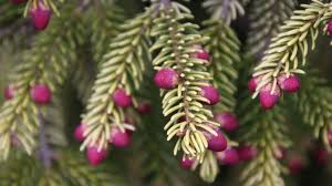 Image result for Vismia orientalis