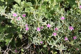 Image result for Sesuvium