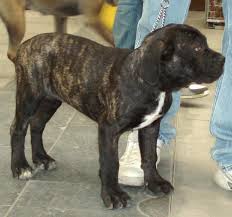 Clyde è un cucciolone di taglia media , è buonissimo con le persone e con cani femmine , è vaccinato, sverminato e microchippato, verrà. 55 Incrocio Pitbull E Corso Carattere L2sanpiero