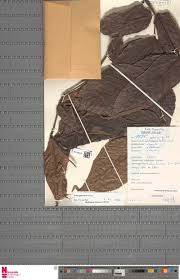 Image result for Achyrospermum ciliatum