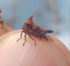 Image result for Oxyrhachis