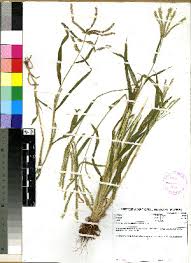 Image result for Acrachne