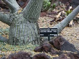 Image result for Pseudobombax