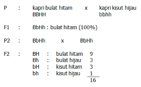 Warna merah muda ini terjadi karena pengaruh gen dominan yang tidak sempurna ( kodominan ). Cara Cepat Menyelesaikan Soal Persilangan 2 Bmc