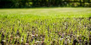 How Long Does Grass Take To Grow