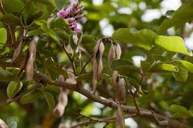 Image result for Lonchocarpus sericeus
