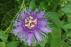 Photos Of Florida Plants And Flowers And Coral Honeysuckle Living Wall Florida Passaflora Metroverde Passion Flower Plants Flowers