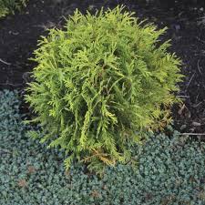 Golden Globe Thuja Spring Meadow Wholesale Liners Spring Meadow Nursery