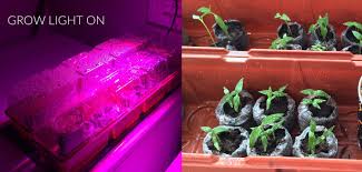 May 29, 2015 · i started my peppers at the same as the tomatoes. Growing Peppers From Seed For Beginners Cayenne Diane