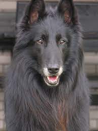 The belgian laekenois is a working dog that requires daily exercise so it is best suited for people that lead active lives and go out in nature often. Belgian Groenendael Wikimedia Commons