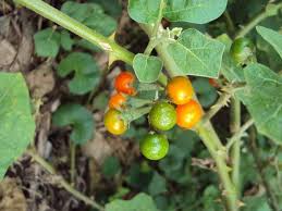 Image result for Aframomum alboviolaceum