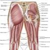 The human back, also called the dorsum, is the large posterior area of the human body, rising from the top of the buttocks to the back of the neck. 1