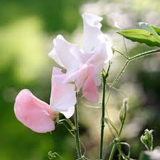 Image result for Lathyrus odoratus