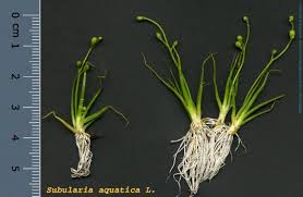 Image result for Subularia