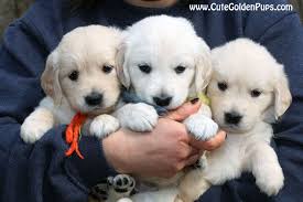 The golden retriever originated in scotland during the 1800s. Pin By Laura Garcia On Golden Retrievers Golden Retriever Retriever Puppy English Golden Retriever Puppy