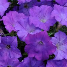 Use in borders, hanging baskets plant trailing petunia seeds: Shock Wave Denim Spreading Petunia