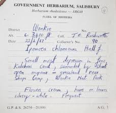 Image result for Ipomoea chloroneura