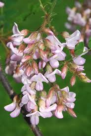 Image result for Robinia hispida