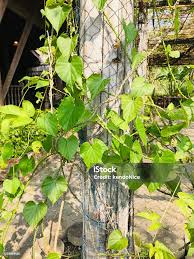 Image result for Tinospora orophila