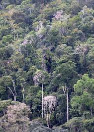 Image result for Zygophlebia villosissima