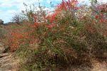 Image result for Combretum microphyllum
