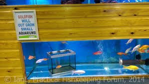 I loved them so much that for many years, i had only butterfly. What Size Tank For Goldfish Injaf