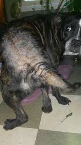 Sores, hair loss, itching, a skin rash, and. My Dog Seems To Have Severe Hair Loss On His Hind Area Buttocks Area Partical Back And Tail His Hair Is Now Really Wirey And He Petcoach