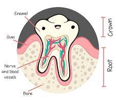 Arlene J Coloma Dds Ms Pediatric Dentistry Pediatric Dentist Strongsville Oh Pediatric Dentistry Dentistry Dental