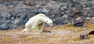 2016 a connu 10 naissances. Et Si L Ours Polaire A L Agonie Ne Mourait Pas Du Rechauffement Climatique